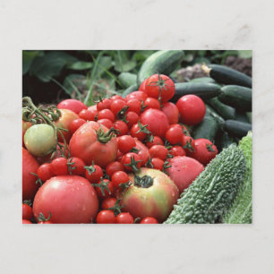 Carte Postale Légumes 4