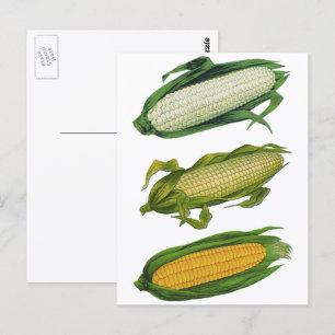 Carte Postale Légumes sains de nourriture vintage, maïs frais su