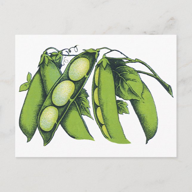Carte Postale Légumes vintages ; Haricots de Lima, Aliments Agri (Devant)