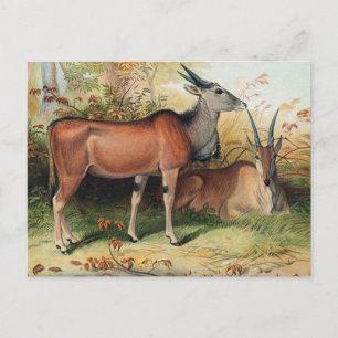 Carte Postale L'Eland par Joseph Wolf