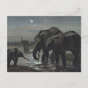 Carte Postale L'éléphant africain par Joseph Wolf