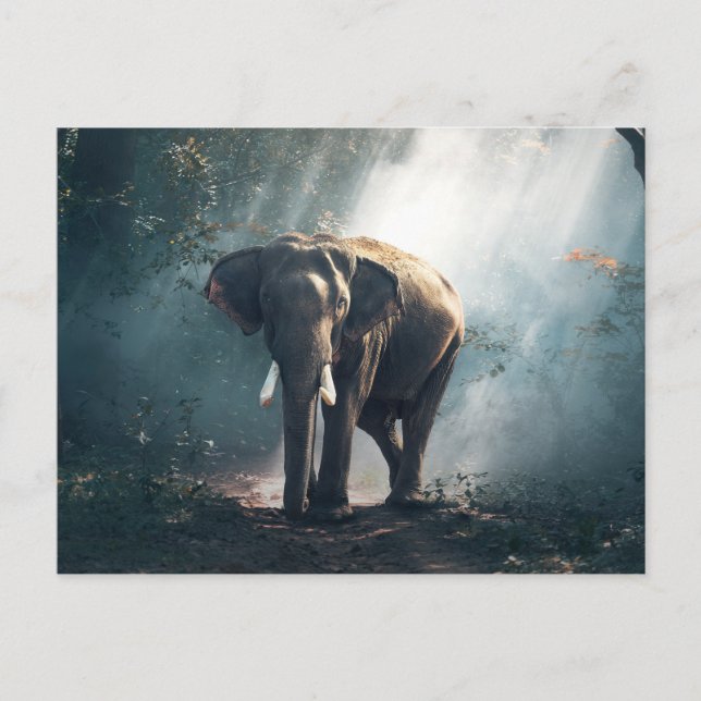Carte Postale L'éléphant dans la jungle (Devant)