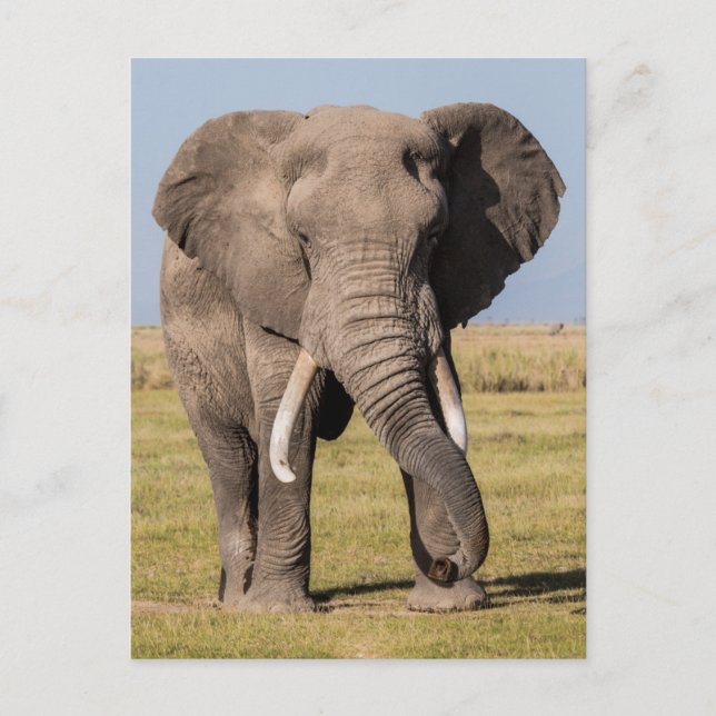 Carte Postale L'éléphant dans une posture agressive (Devant)
