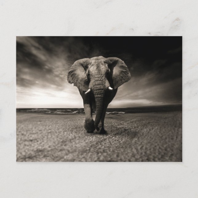 Carte Postale L'éléphant en fuite (Devant)