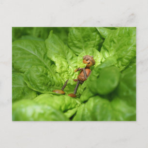 Carte Postale L'elfe de glande végétarienne mange une salade