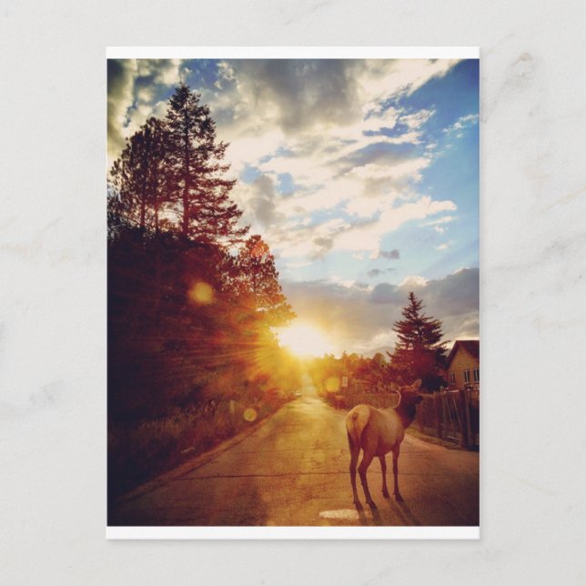 Carte Postale L'Elk (Devant)