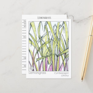 Carte Postale Lemongrass Herb Materia Medica Knowledge Card