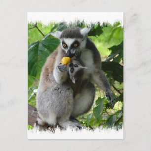 Carte postale Lemur