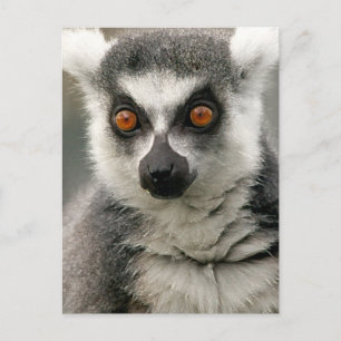 Carte Postale Lemur