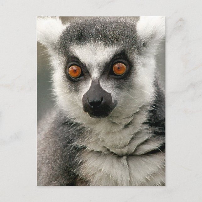 Carte Postale Lemur (Devant)
