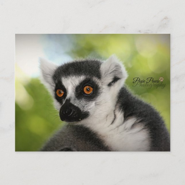 Carte Postale Lemur (Devant)