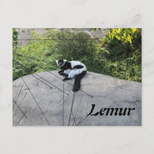 Carte Postale Lemur # 2
