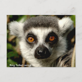 Carte postale Lemur à anneaux