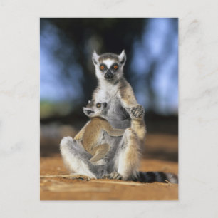 Carte Postale Lémur à queue annelée, (Lemur catta), Mère et