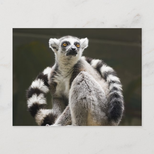 Carte Postale Lemur à queue de cerne (Devant)