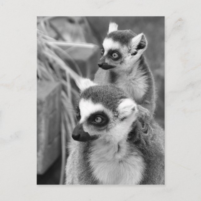 Carte Postale lémur Anneau-coupé la queue avec le bébé noir et (Devant)