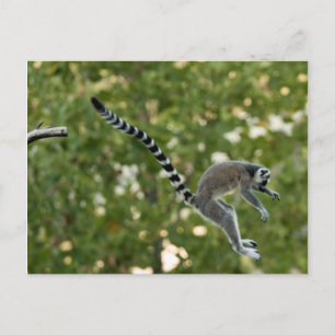 Carte postale Lemur Jump
