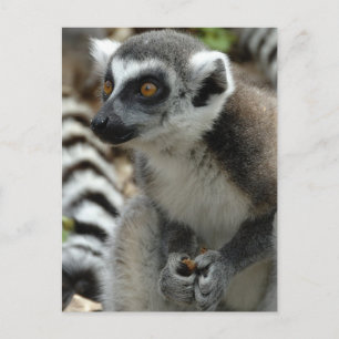 Carte postale Lemur Monkey