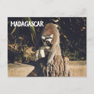 Carte Postale Lemur Monkey Madagascar Faune
