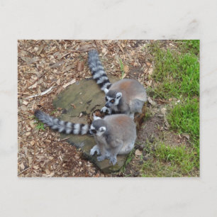 Carte postale Lemur no 1 à anneaux