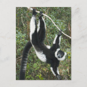 Carte Postale Lémur vari noir et blanc, (Varecia
