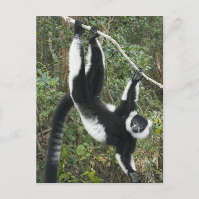 Carte Postale Lémur vari noir et blanc, (Varecia (Devant)