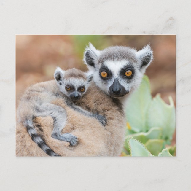 Carte Postale Lémurien à Anneaux Queue sur le dos de sa mère (Devant)