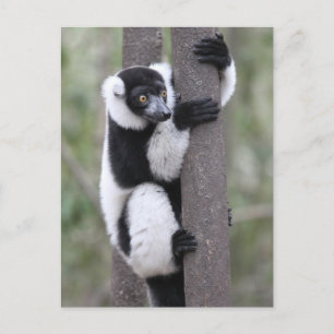 Carte Postale Lémurien à feuilles noires et blanches sur arbre