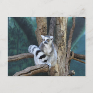 Carte Postale Lémurien à queue annelée