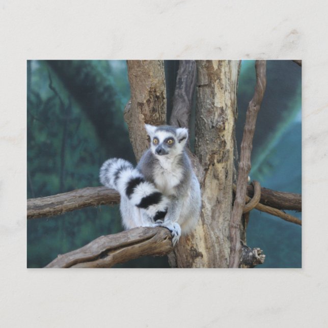 Carte Postale Lémurien à queue annelée (Devant)