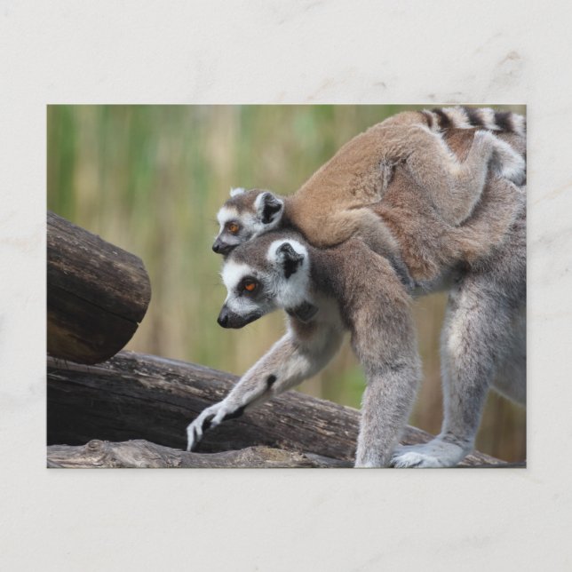Carte Postale Lémurienne Et Bébé (Devant)