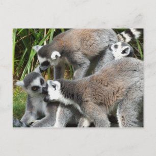 Carte postale Lémuriens à queue annelée