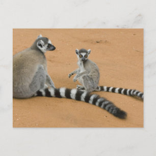 Carte Postale Lémuriens à queue annelée, (Lemur catta), Berenty