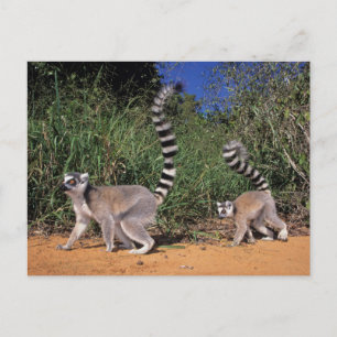 Carte Postale Lémuriens (Lemur Catta), Berenty