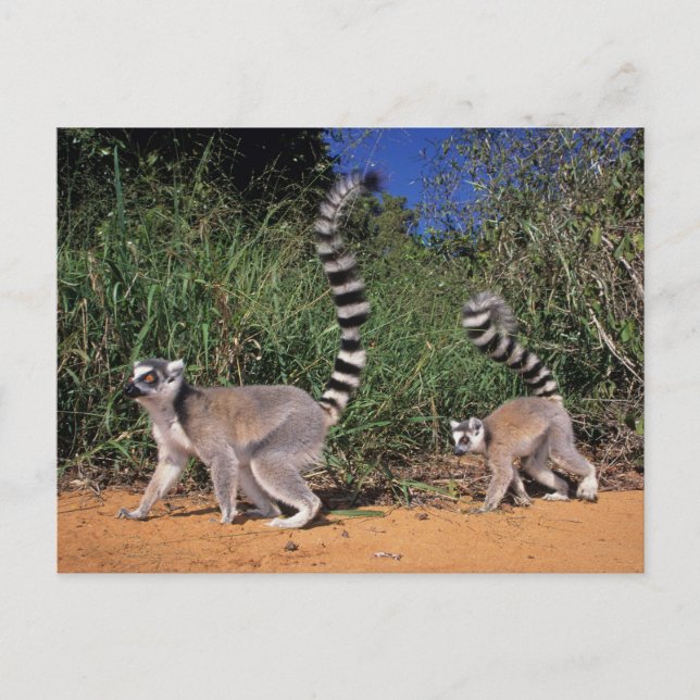 Carte Postale Lémuriens (Lemur Catta), Berenty (Devant)