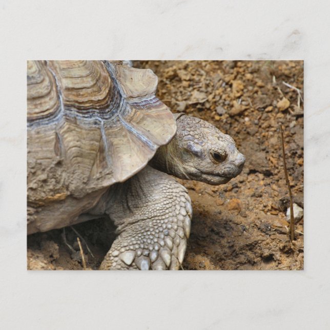 Carte Postale Lent  (Devant)