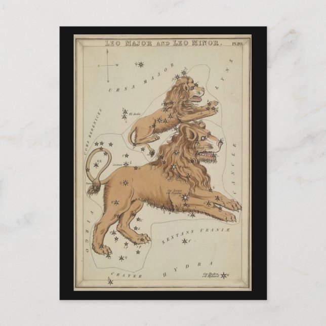 Carte Postale Leo le lion (Devant)