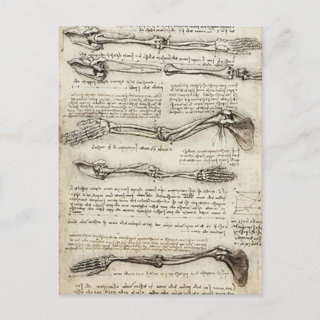 Carte Postale Leonardo da Vinci:Studies of the Arm by the Biceps (Devant)