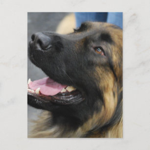 Carte postale Leonberger