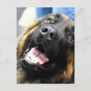 Carte postale Leonberger