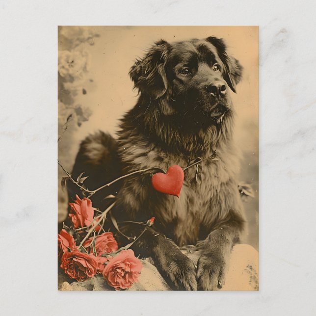 Carte Postale Leonberger Valentine's Day Vintage (Devant)