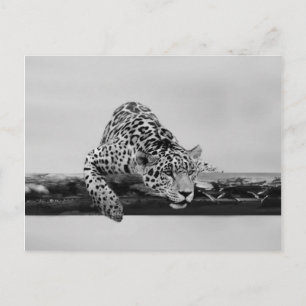 Carte Postale Leopard