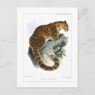 Carte Postale Leopard
