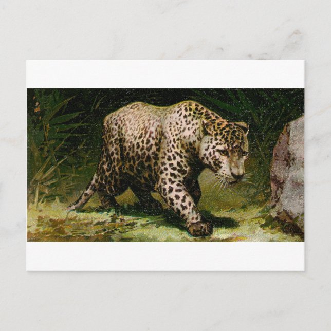 Carte Postale Leopard (Devant)
