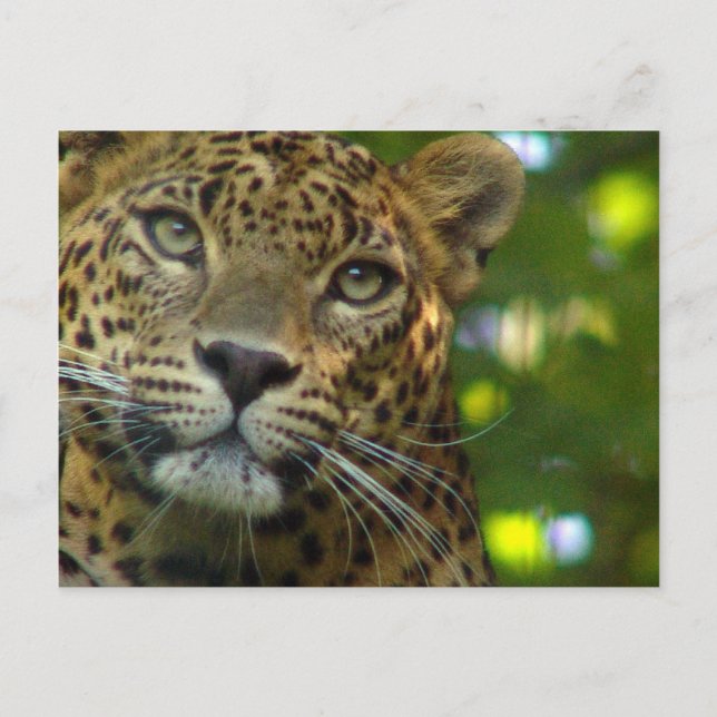 Carte postale Leopard (Devant)