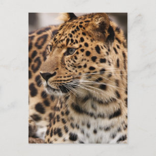 Carte postale Leopard