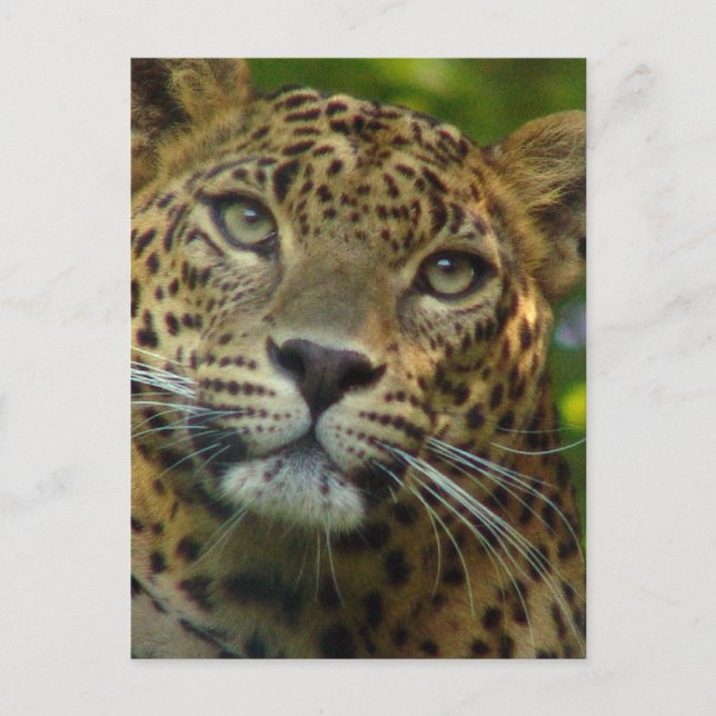 Carte postale Leopard (Devant)