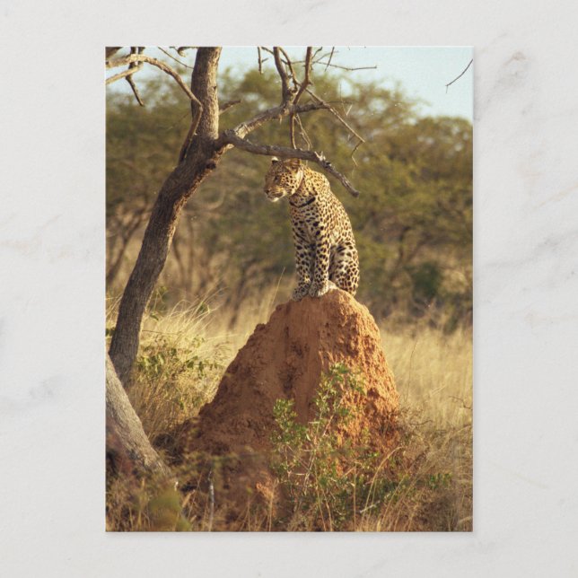 Carte Postale Leopard (Devant)