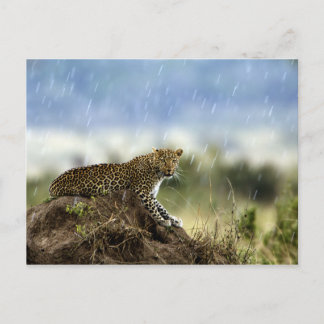 Carte Postale Leopard