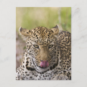 Carte Postale Leopard
